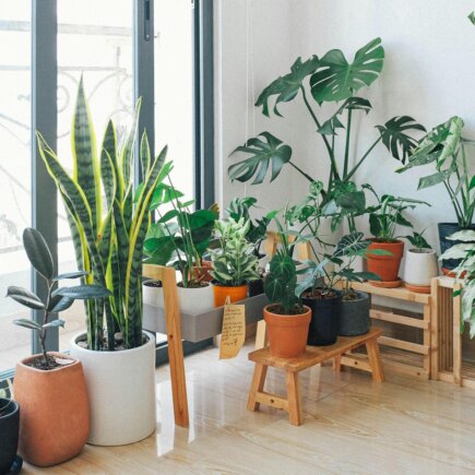 house-plant-care-tips-and-more