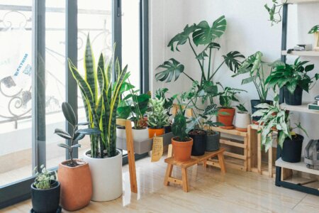 house-plant-care-tips-and-more