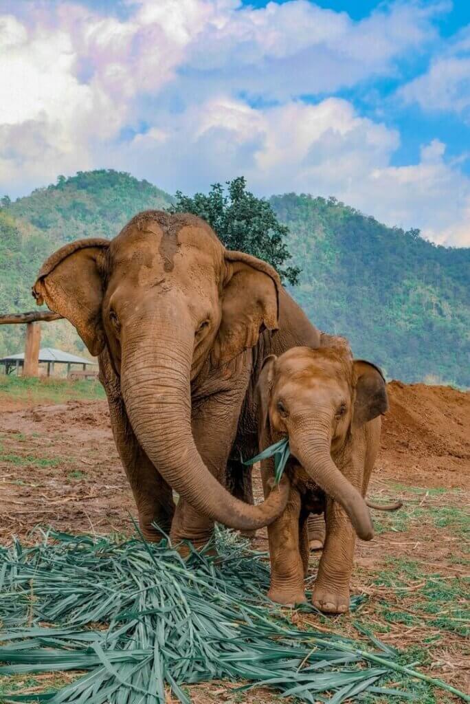 Elephant-Nature-Park-in-Chiang-Mai