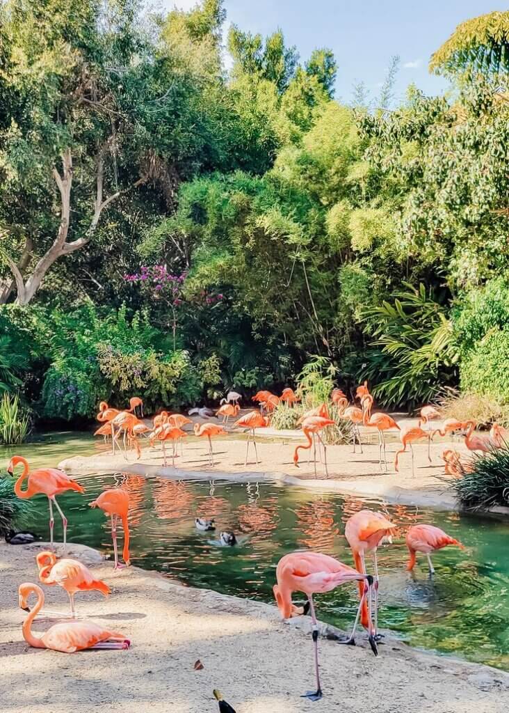 San-Diego-Zoo