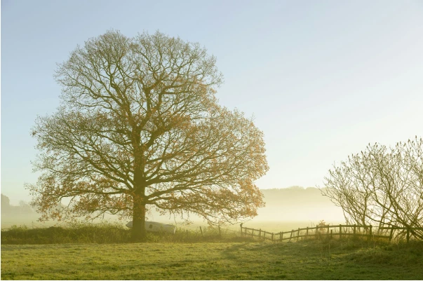 Rise and shine: peaceful morning landscape with quote overlay, wake up quotes — yesvsno.net